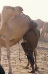 Milking camel