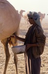 Milking camel