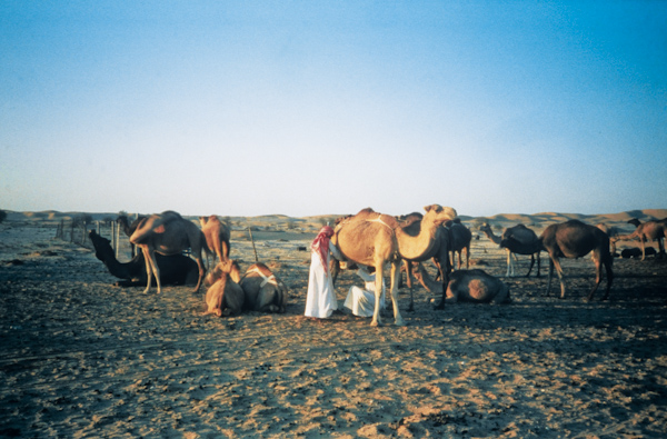 Milking camels at sunset