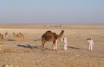 Milking camels