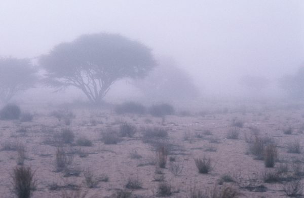 Morning fog at Wadi Bu Mudhabi