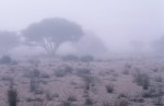 Morning fog at Wadi Bu Mudhabi