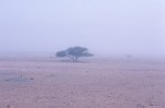 Morning fog near Yalooni
