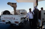 Moving camel by truck