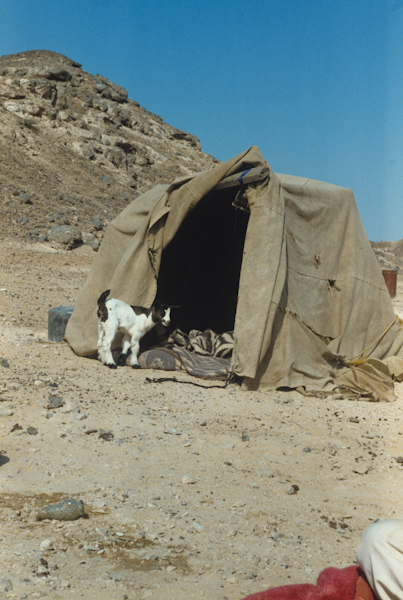Moving camp in Wadi Haytam
