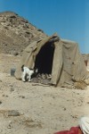 Moving camp in Wadi Haytam