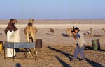 National Geographic photographer capturing camels being fed