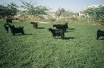Northern Omani goats