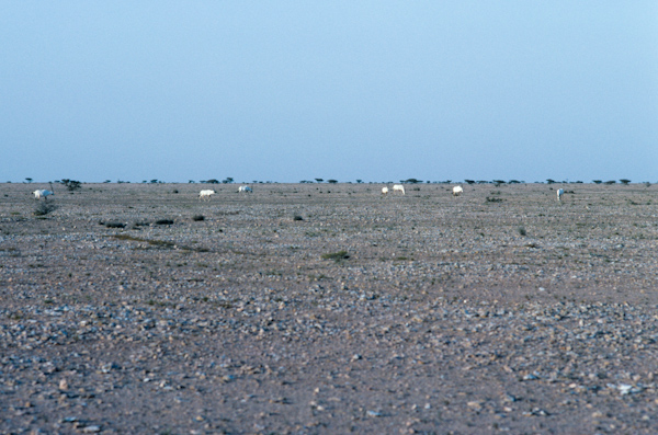 Oryx at Yalooni