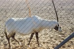 Oryx in enclosure