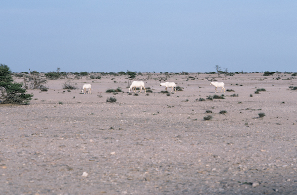 Oryx near Yalooni