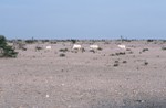 Oryx near Yalooni