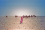 Photographing a camel caravan