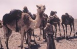 Preparing for a camel race