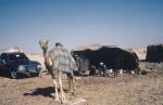 Racing camels on restricted diets