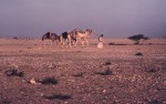 Small camel caravan
