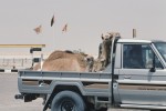 Taking camels to greener pastures