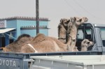 Taking camels to greener pastures