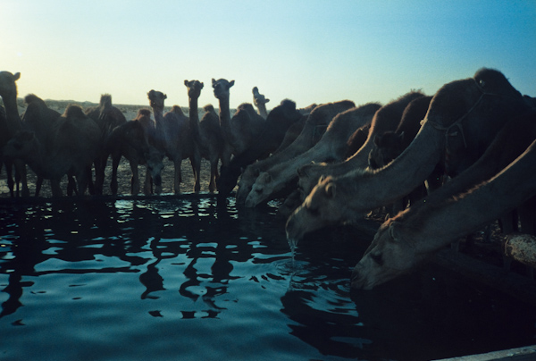 Thirsty camels drinking at well and water trough