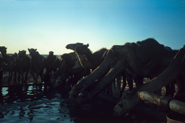 Thirsty camels drinking at well and water trough
