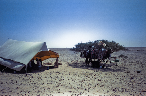 Tree shelter and tent