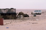 Truck used as a camel shelter