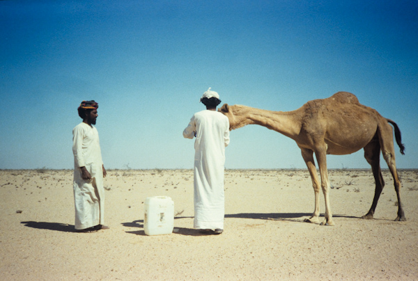 Watering a camel
