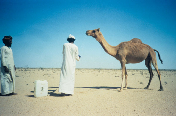 Watering a camel