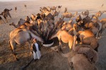Watering camels
