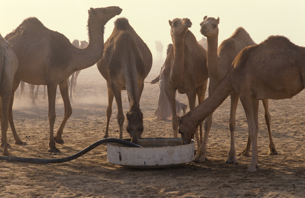 Watering camels