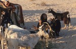Woman milking goats