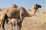 Young camel nursing