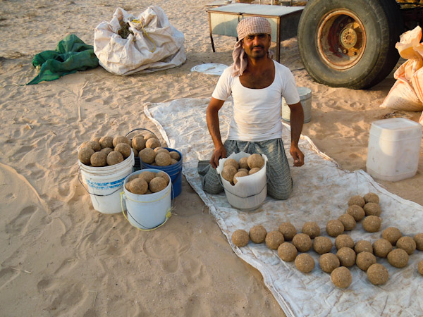 Hired Sindhi  camel herder perparing ' saboos' camel feed balls