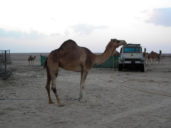 Camel injured in  vehicle transporting it to new camp