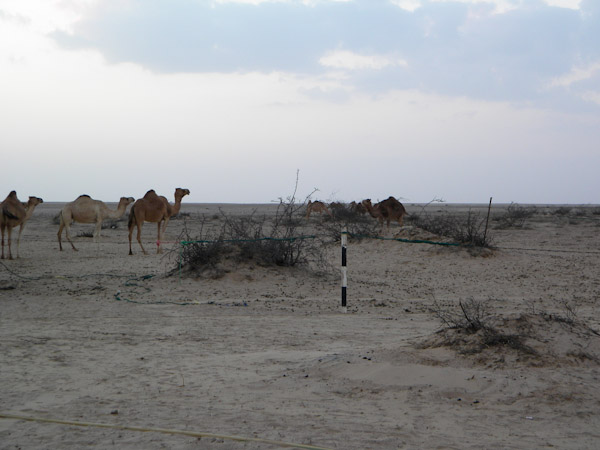 Camels in camp before being released to graze freely