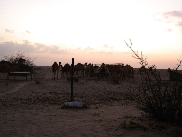 Camels gathering before sunset feeding