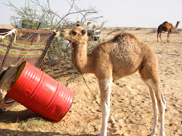 3 month old camel rejected by mother, largely bottle fed reconstitutued powdered cow milk
