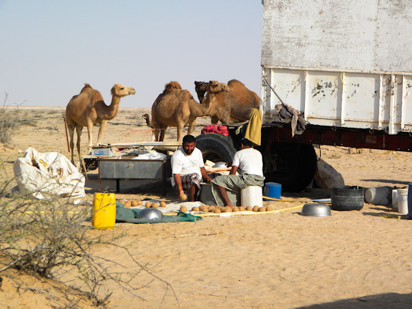 Baluchi and Sindhi hired herders preparing 'saboos' moist camel feed balls