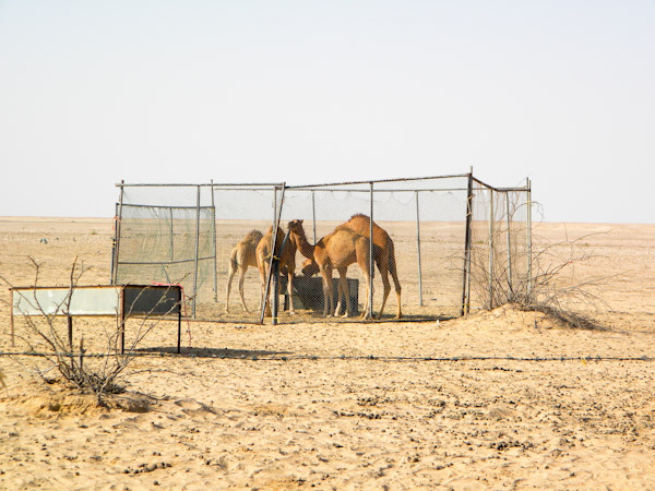 Young male camels in feeding enclosure