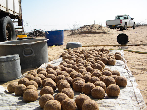 'Saboos' moist camel feed balls