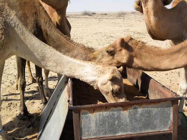 Camels feeding
