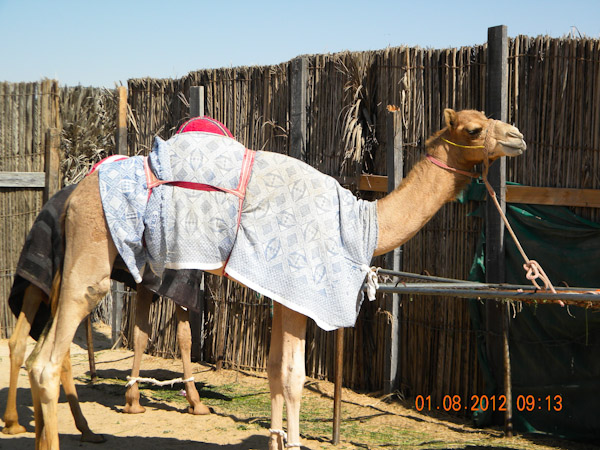 Racing camel  compound near Haima