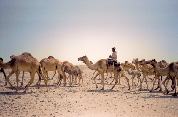Camel Caravan — Nomads in Oman