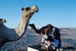 Organizing camel's feed
