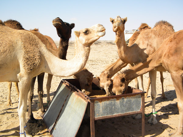 Camels feeding