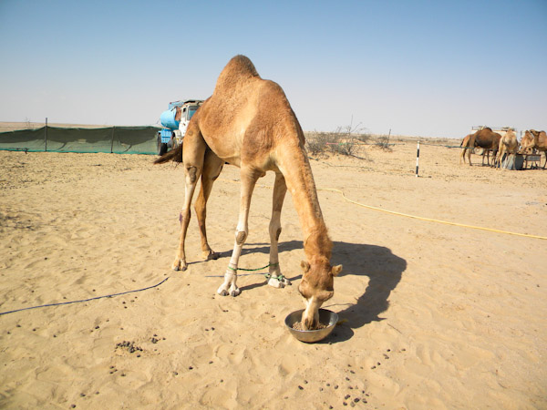 Injured camel feeding alone