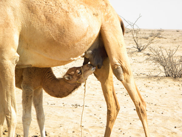 'Rejected' infant camel  finally nursing from its mother